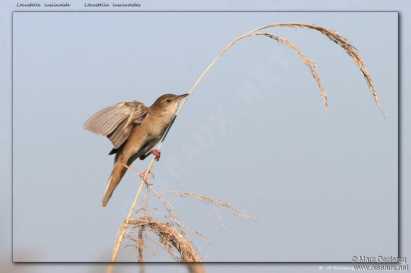 Savi's Warbler