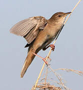 Savi's Warbler