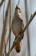 Savi's Warbler