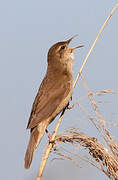 Savi's Warbler