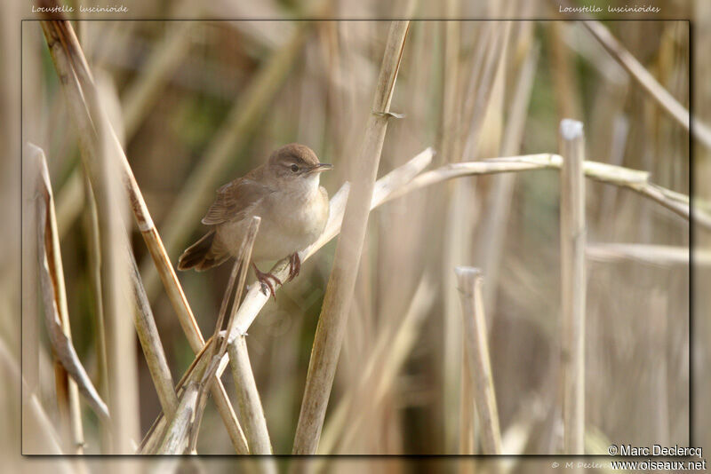 Savi's Warbler, identification