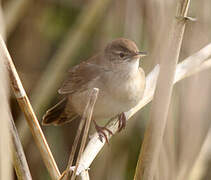 Savi's Warbler