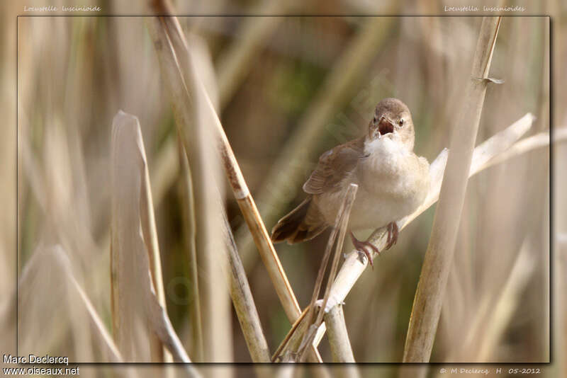 Savi's Warbler male adult, close-up portrait, song