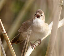 Savi's Warbler