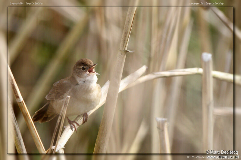 Savi's Warbler, Flight