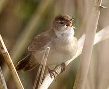 Savi's Warbler