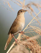 Savi's Warbler