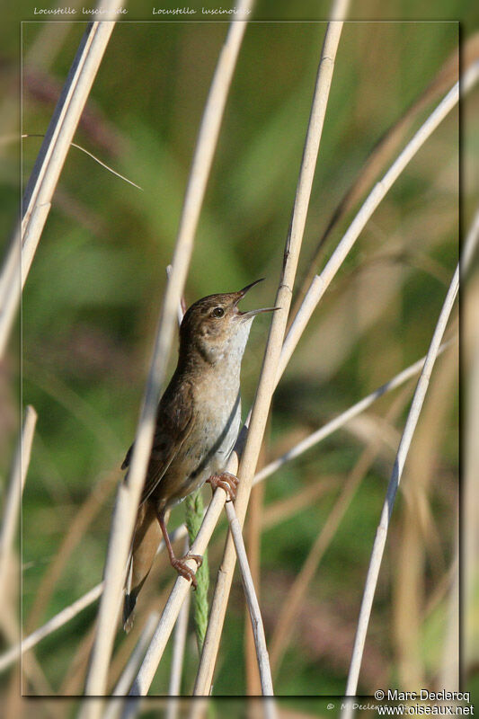 Savi's Warbler