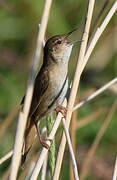 Savi's Warbler