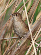 Savi's Warbler