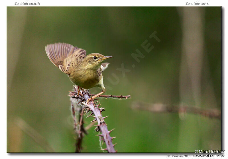 Common Grasshopper Warbler, identification, Behaviour