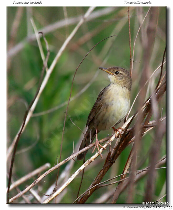 Locustelle tachetée, identification