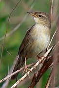 Common Grasshopper Warbler