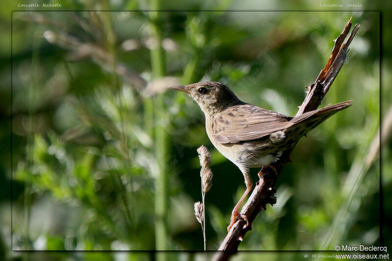 Common Grasshopper Warbler, identification