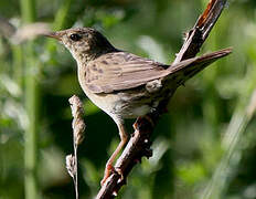 Common Grasshopper Warbler