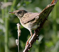 Common Grasshopper Warbler