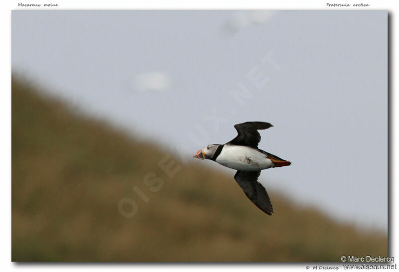 Atlantic Puffin, Flight