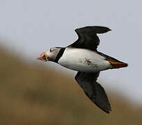 Atlantic Puffin