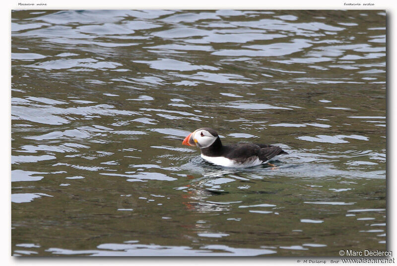 Atlantic Puffin, identification