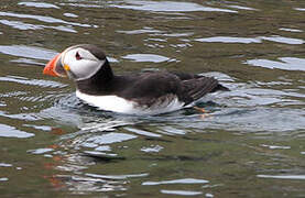 Atlantic Puffin