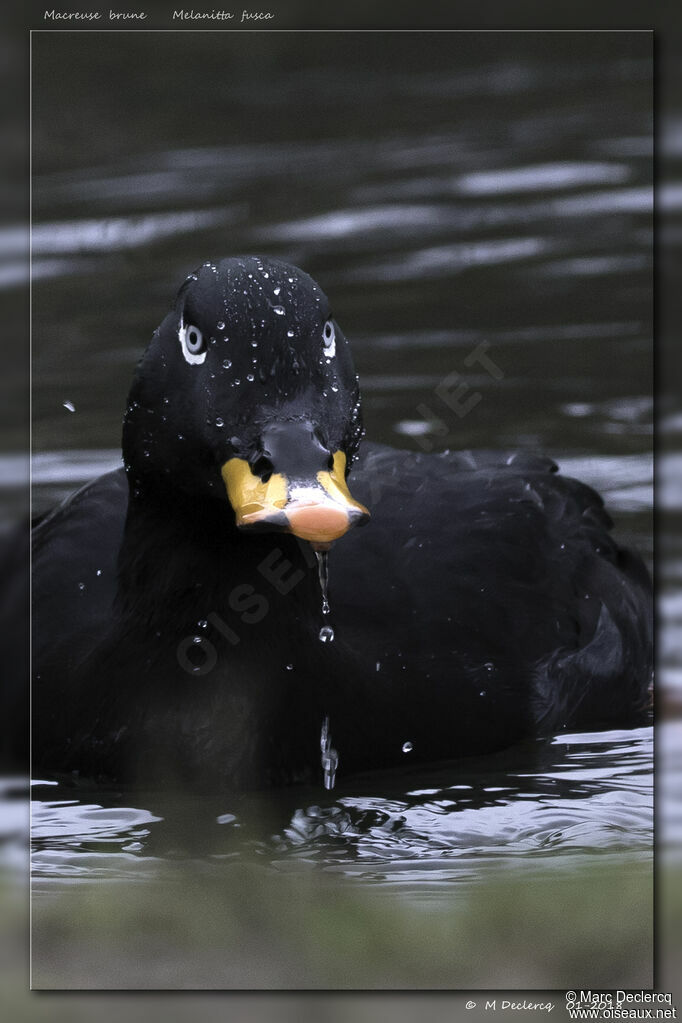 Velvet Scoter