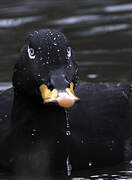 Velvet Scoter