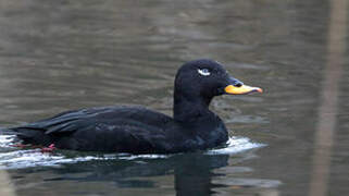 Velvet Scoter