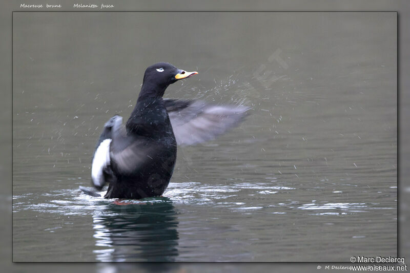 Velvet Scoter