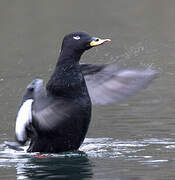 Velvet Scoter