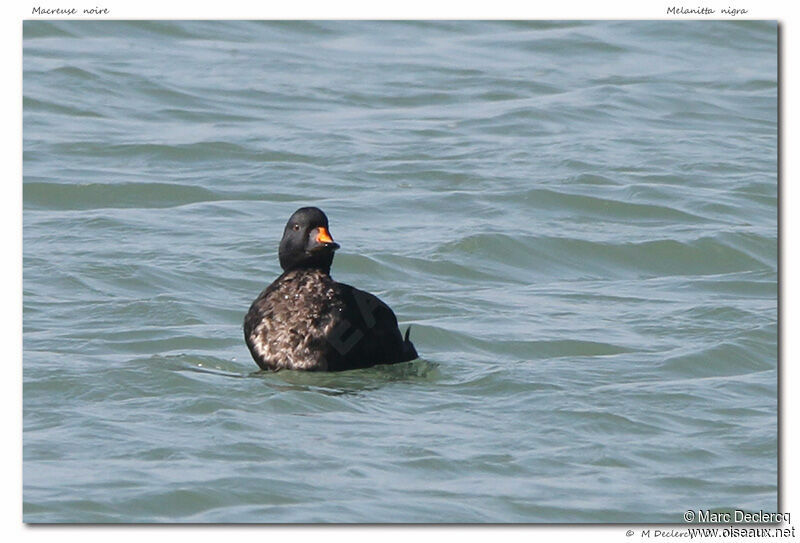 Common Scoter, identification