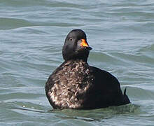 Common Scoter