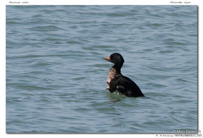 Macreuse noire, identification