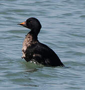 Common Scoter