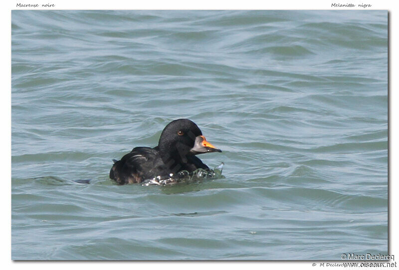 Common Scoter, identification