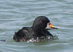 Common Scoter