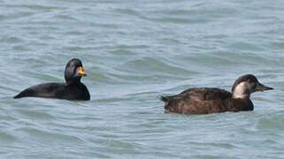 Common Scoter