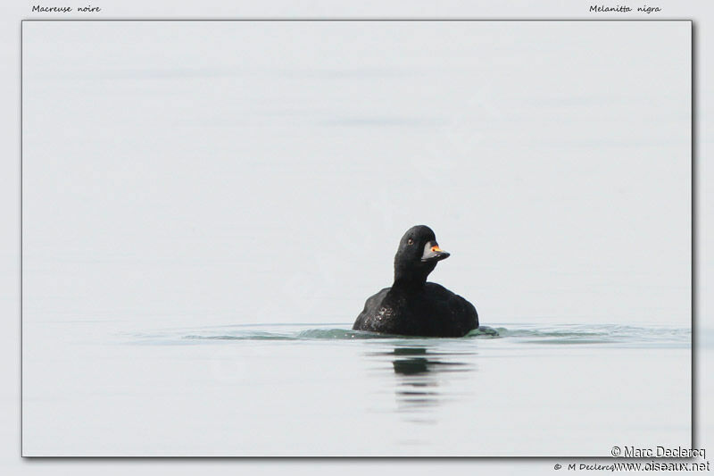 Common Scoter, identification