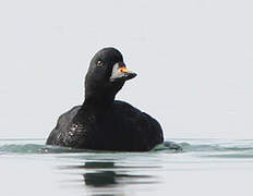 Common Scoter