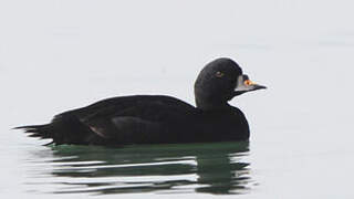 Common Scoter