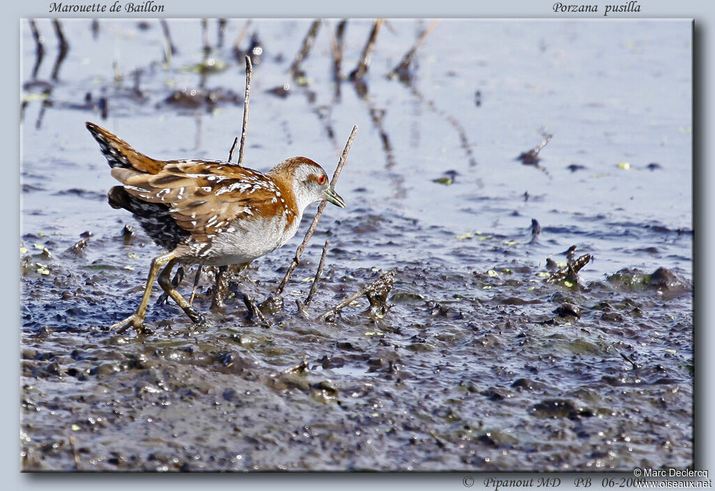 Baillon's Crakeadult, identification