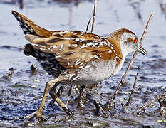 Baillon's Crake