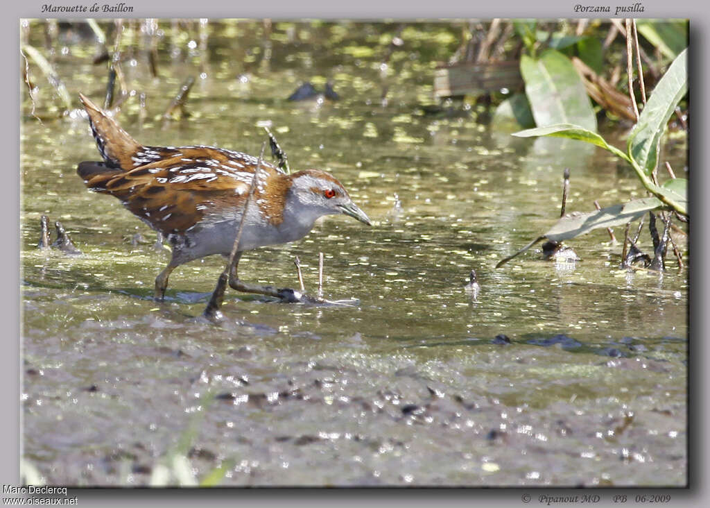 Marouette de Baillonadulte, identification