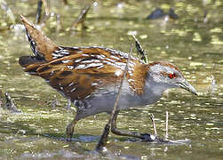 Baillon's Crake