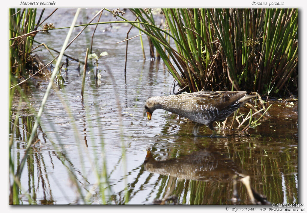 Spotted Crakeadult, identification