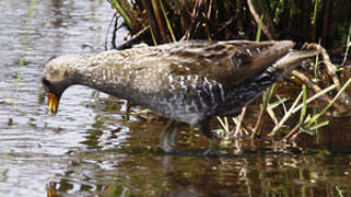 Spotted Crake