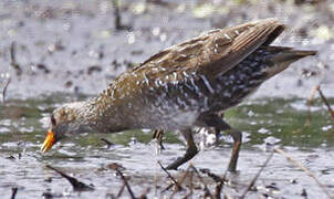 Spotted Crake