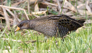 Spotted Crake