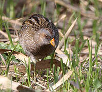 Spotted Crake