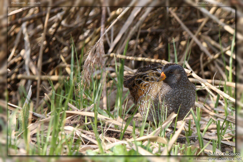 Spotted Crake, identification