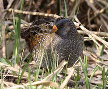 Spotted Crake
